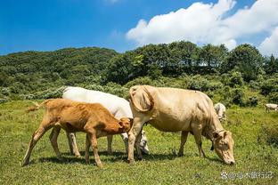 开云官方入口官网首页登录